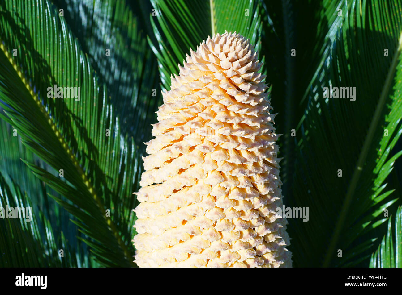 Baquois (Cycas revoluta) avec cône mâles dans l'île de Ischia, Naples, Italie Banque D'Images