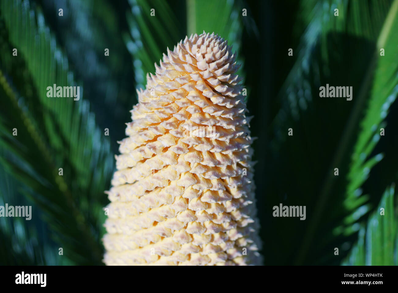 Baquois (Cycas revoluta) avec cône mâles dans l'île de Ischia, Naples, Italie Banque D'Images
