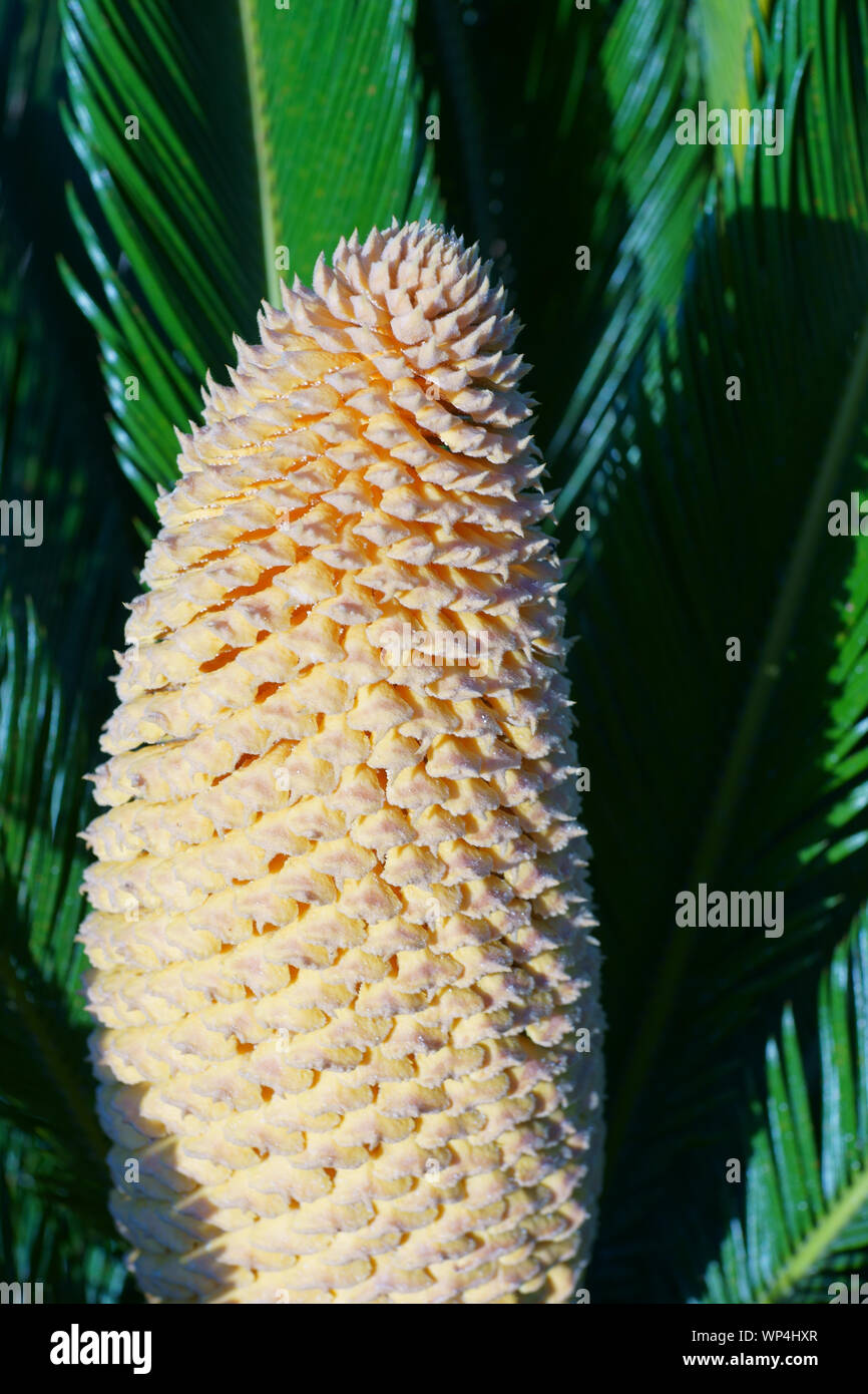 Baquois (Cycas revoluta) avec cône mâles dans l'île de Ischia, Naples, Italie Banque D'Images