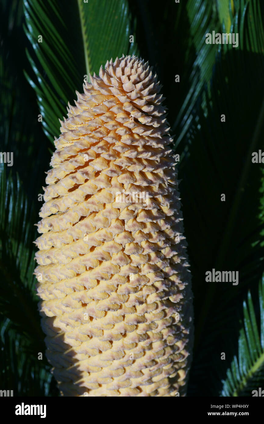 Baquois (Cycas revoluta) avec cône mâles dans l'île de Ischia, Naples, Italie Banque D'Images