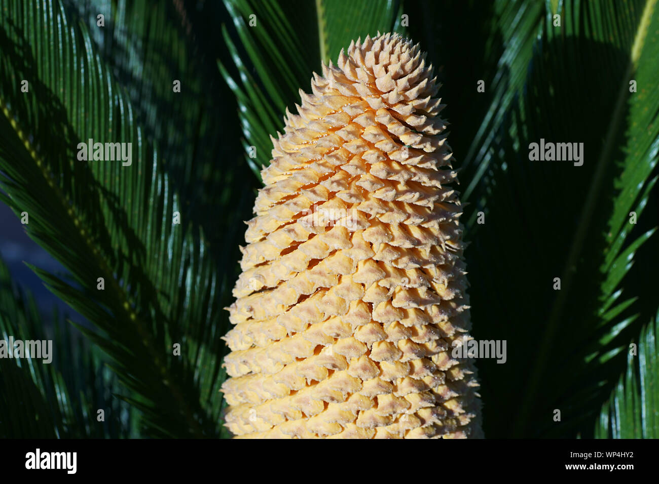 Baquois (Cycas revoluta) avec cône mâles dans l'île de Ischia, Naples, Italie Banque D'Images