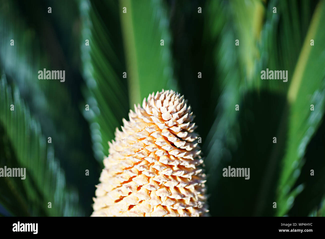 Baquois (Cycas revoluta) avec cône mâles dans l'île de Ischia, Naples, Italie Banque D'Images