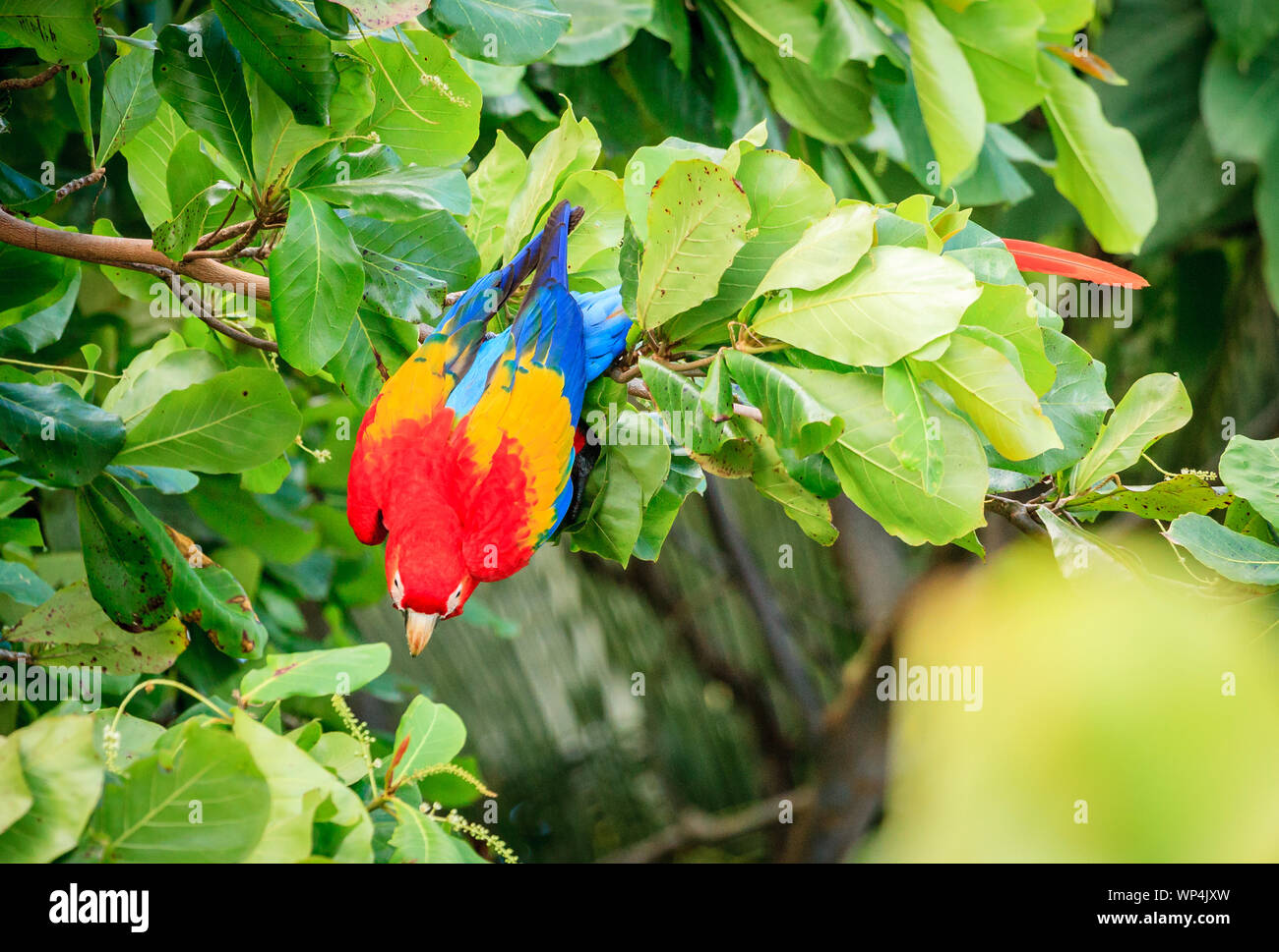 Perroquet ara rouge sur un arbre dans le parc national Corcovado au Costa Rica Banque D'Images