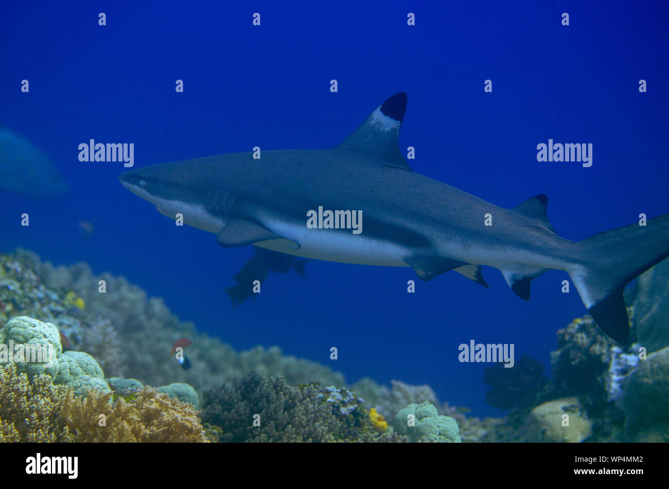 Requin récif de Blacktip, Carcharhinus melanopterus, site de plongée de Nudi Rock, île de Fiabacet, Misool, Raja Ampat, Papouasie occidentale,Indonésie Banque D'Images