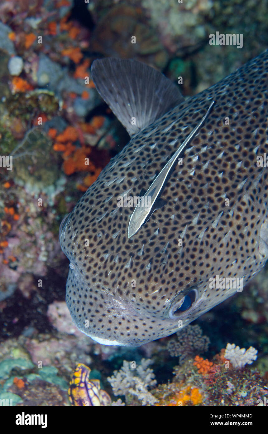 Suckerfish mince, Echeneis naucrates, on Porcupinefish, Diodon hystrix, site de plongée de Whale Rock, île de Fiabacet, Misool, Raja Ampat, Papouasie occidentale Banque D'Images