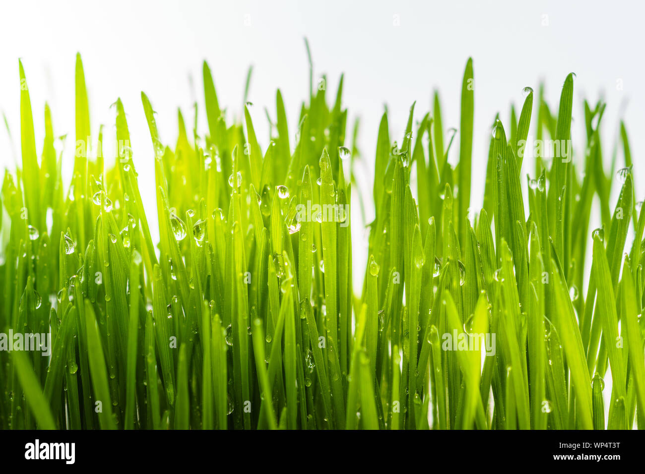 Image Concept pour un environnement propre et sain donnant une vue rapprochée des gouttelettes de pluie sur des lames isolées d'agropyre. Banque D'Images