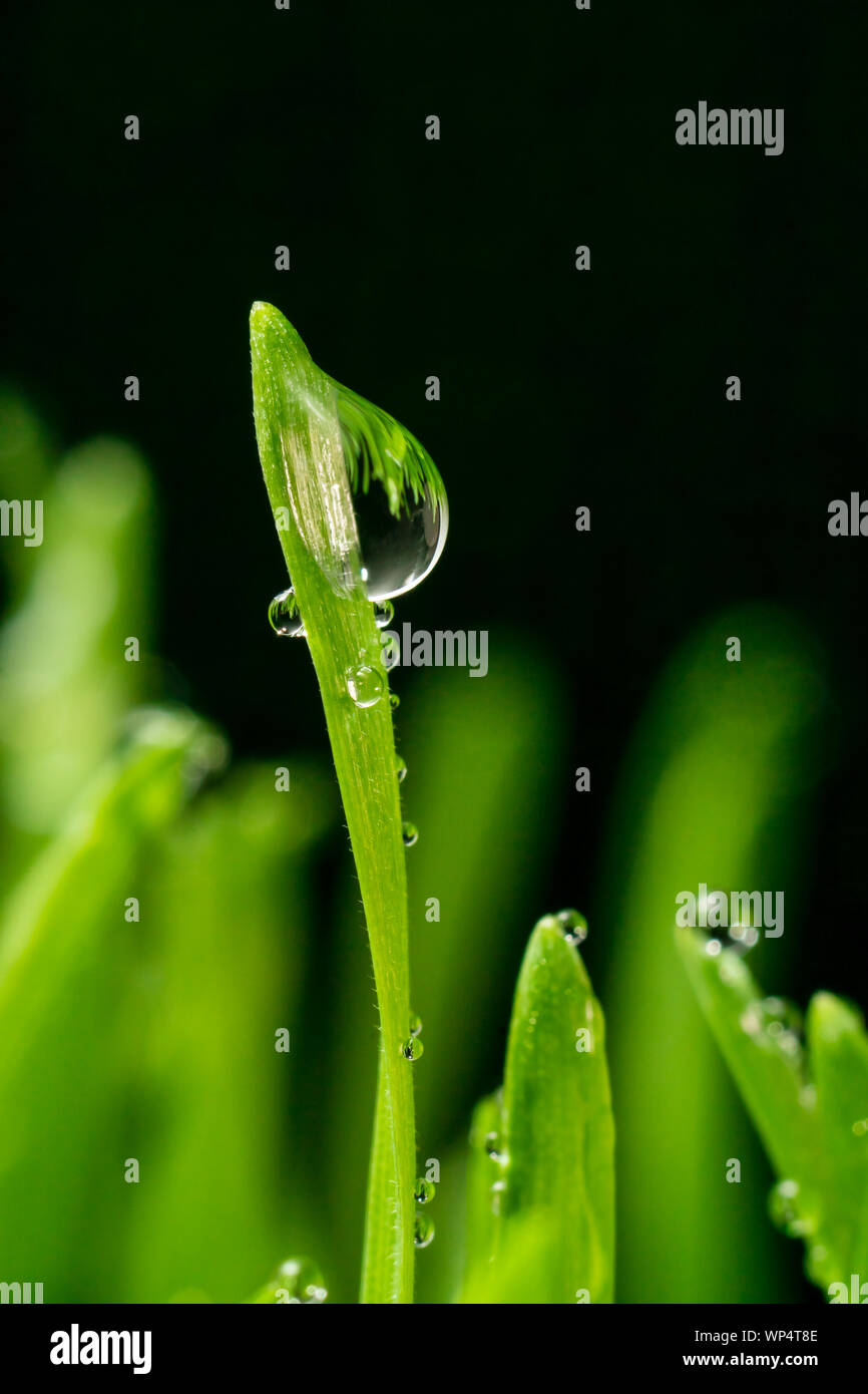 Image Concept pour un environnement propre et sain donnant une vue rapprochée des gouttelettes de pluie sur des lames isolées d'agropyre. Banque D'Images