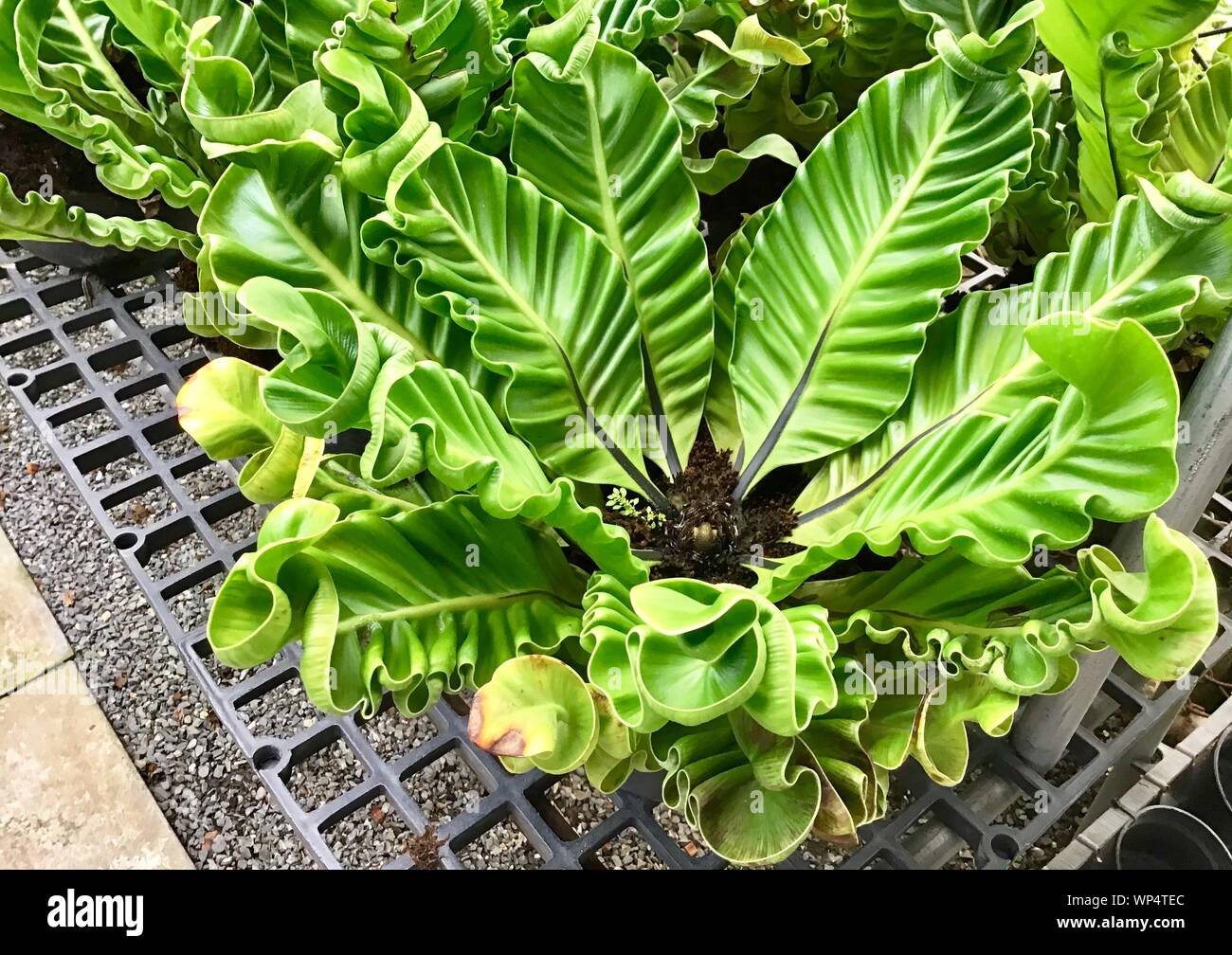 Motif de fond vert, Bird's Nest Fern ou Asplenium nidus Plantes pour décoration de jardin. Banque D'Images