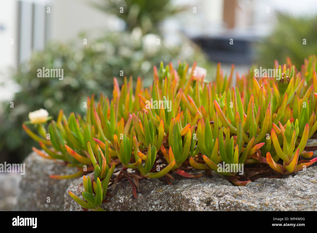 Les plantes succulentes de Carpobrotus croissant dans une rocaille par la côte Banque D'Images