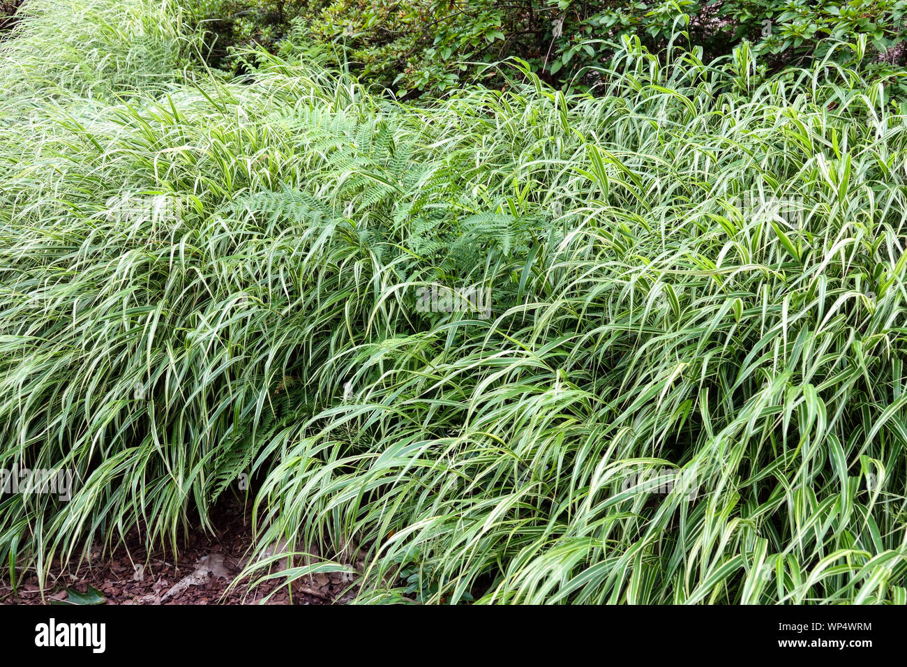 Graminées ornementales, Hakone grass,herbe Forêt Hakonechloa macra japonais 'Albovariegata' Banque D'Images