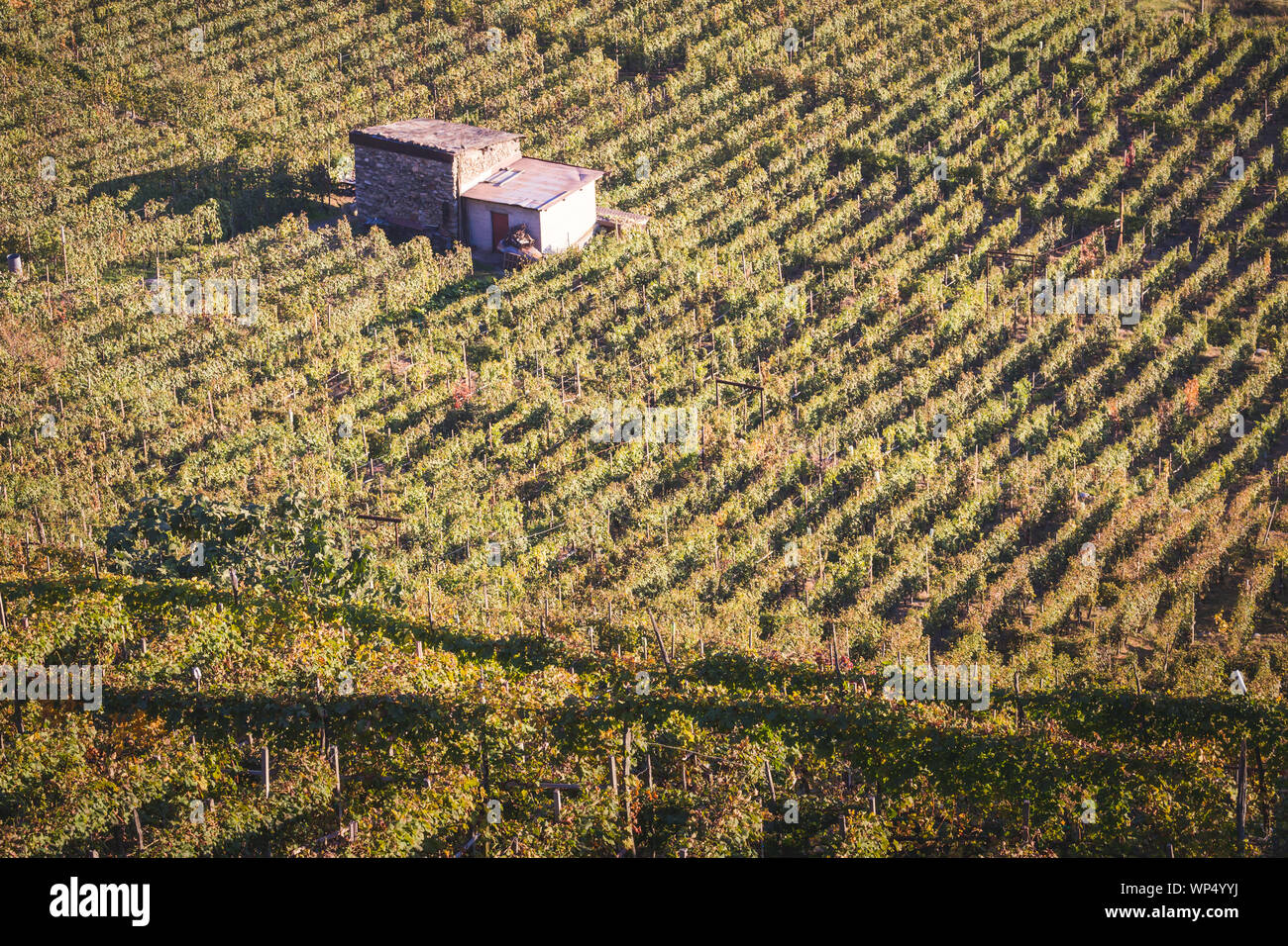 Vignoble et petite maison Vue de dessus. Vue aérienne - Valtellina Banque D'Images