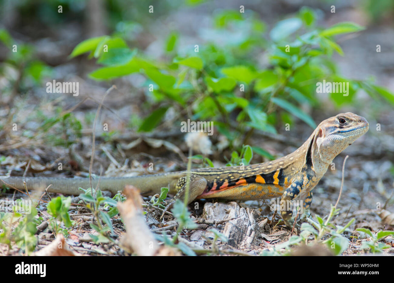 Lézard papillon (Leiolepis belliana) Phuket Thaïlande Banque D'Images