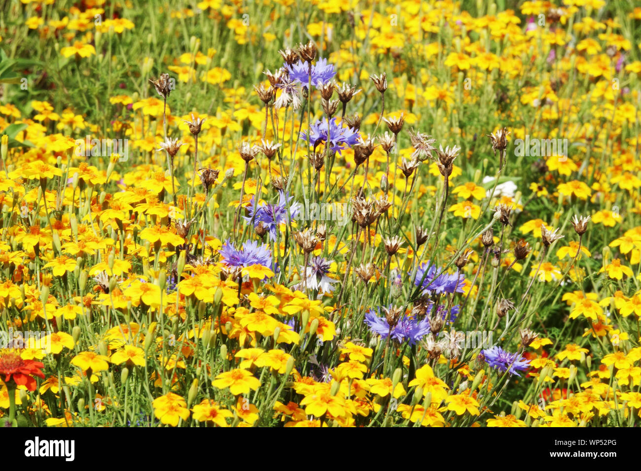Jardin d'été, bleu fleurs Bouton Baccalauréat Centaurea cyanus, Yellow tagetes, soucis Banque D'Images