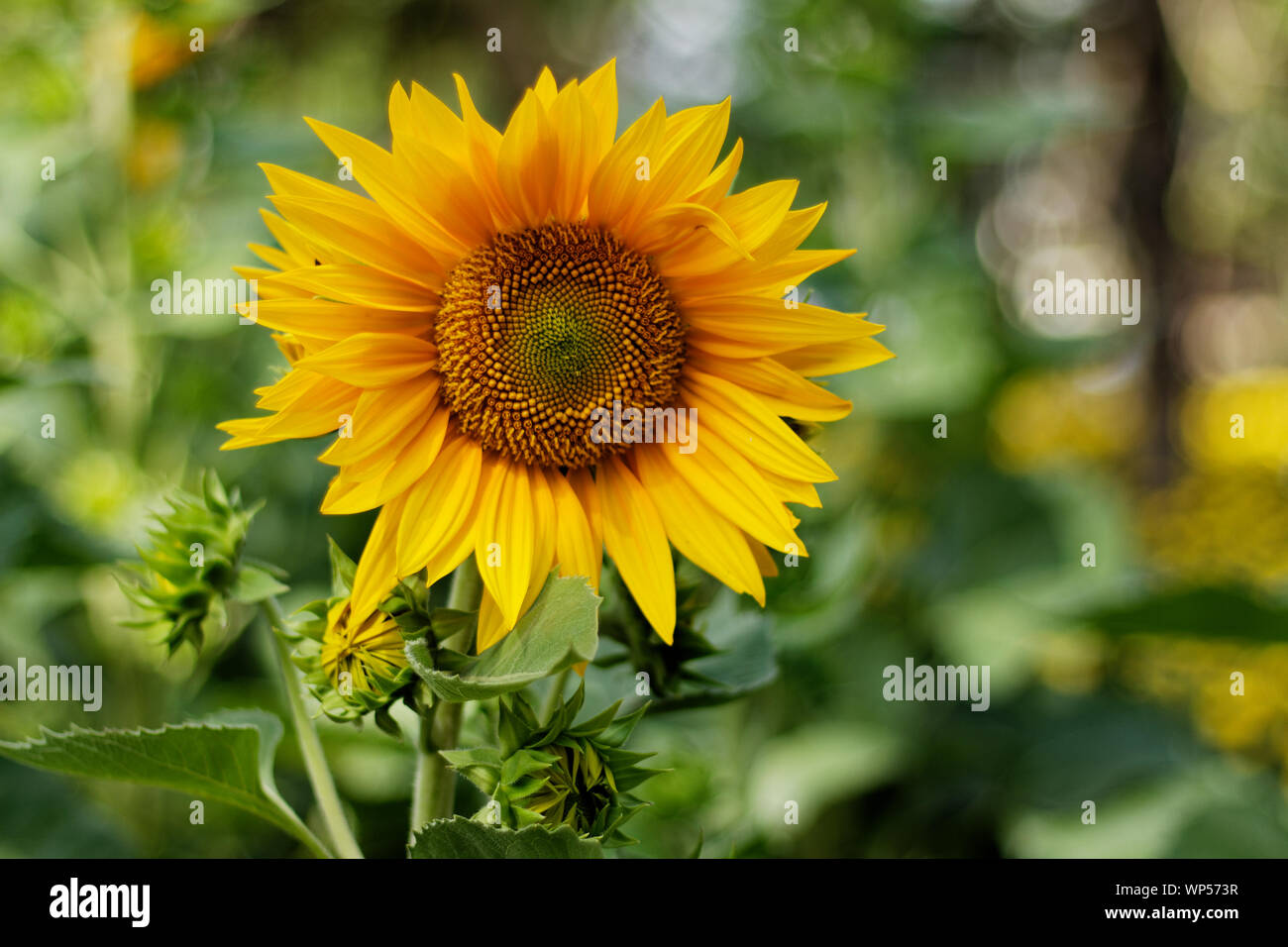 Au marché aux fleurs de tournesol au Vietnam Banque D'Images