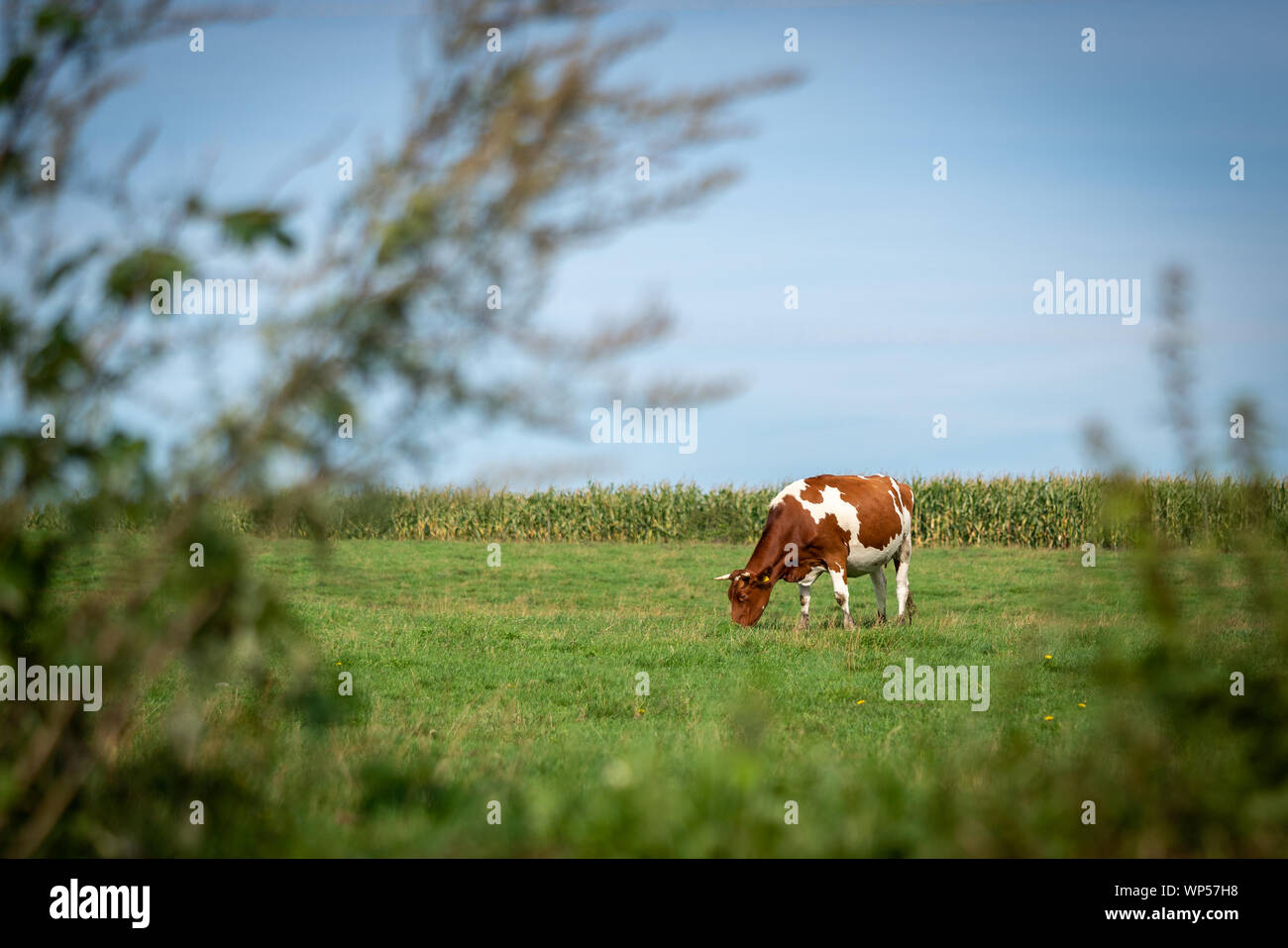 Une vache marron-blanc est seul sur un pré vert et mange de l'herbe Banque D'Images