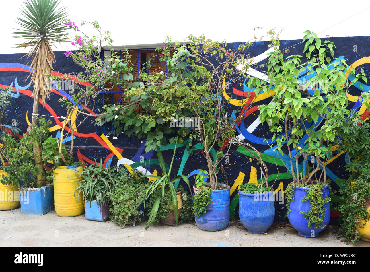 plantes dans un pot bleu recyclé Banque D'Images