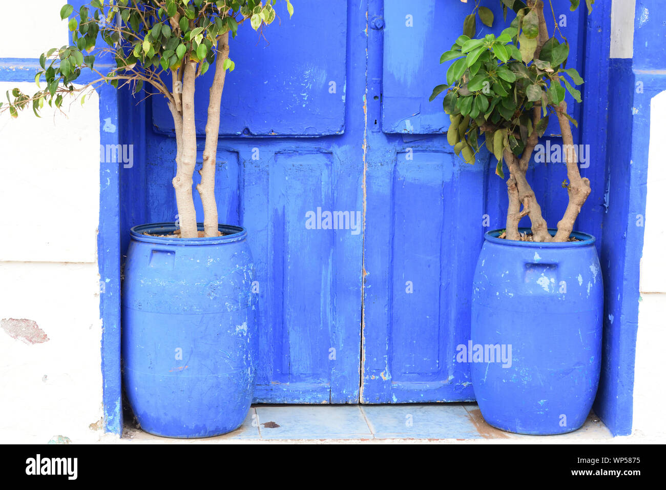 plantes dans un pot bleu recyclé avec une porte bleue Banque D'Images