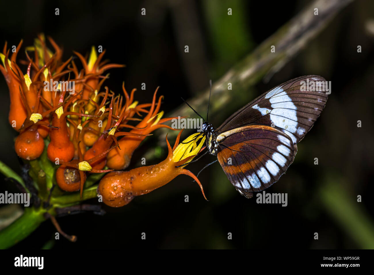 Ion d'alimentation papillon une fleur rare dans la forêt des nuages tropicaux du Panama Banque D'Images