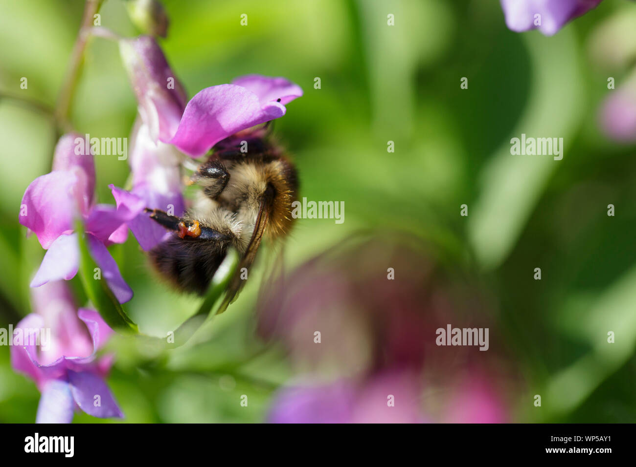 Carder commun se nourrit de l'abeille de la vesce de printemps ((Lathyrus vernus) Banque D'Images