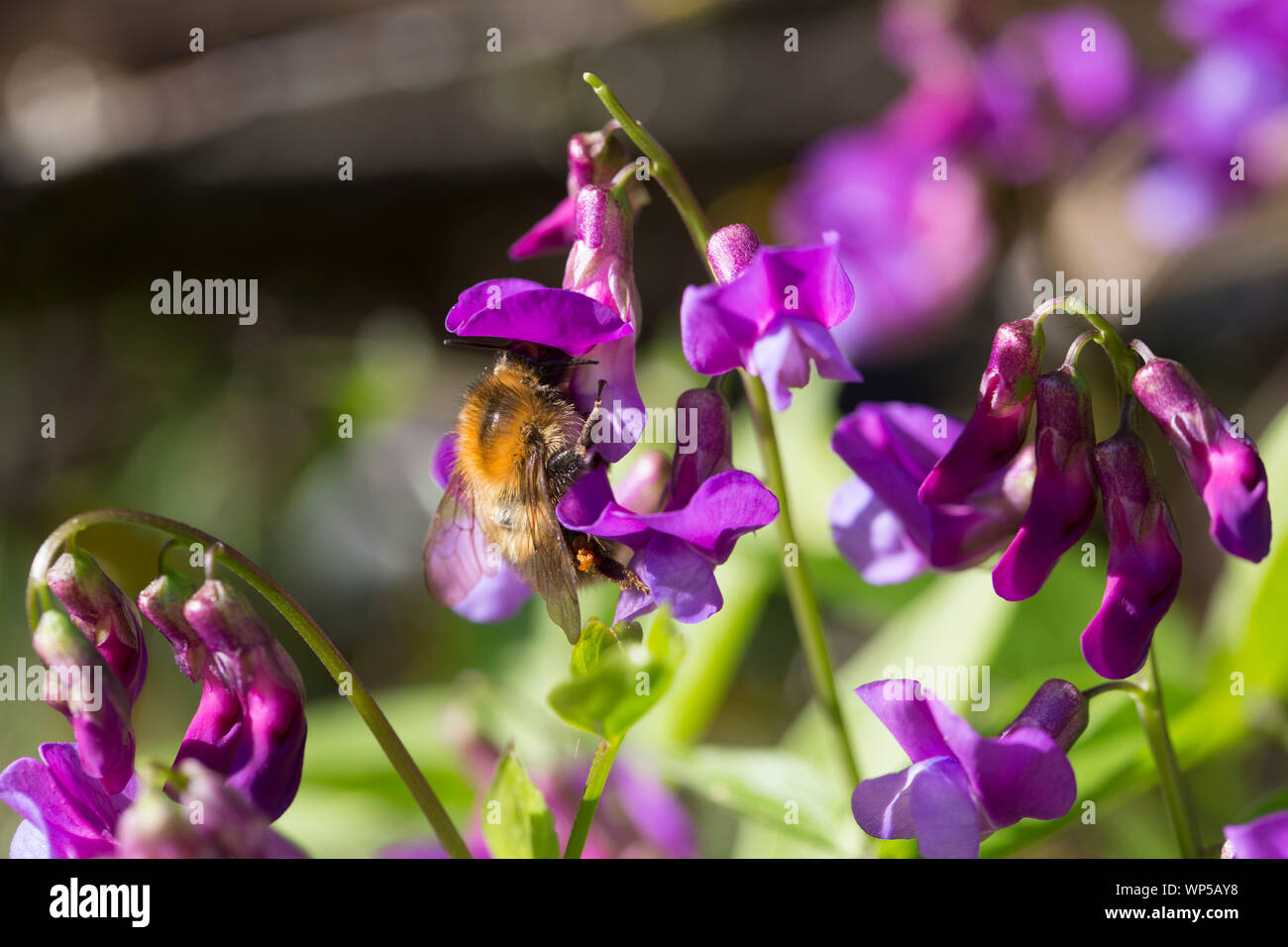 Carder commun se nourrit de l'abeille de la vesce de printemps ((Lathyrus vernus) Banque D'Images
