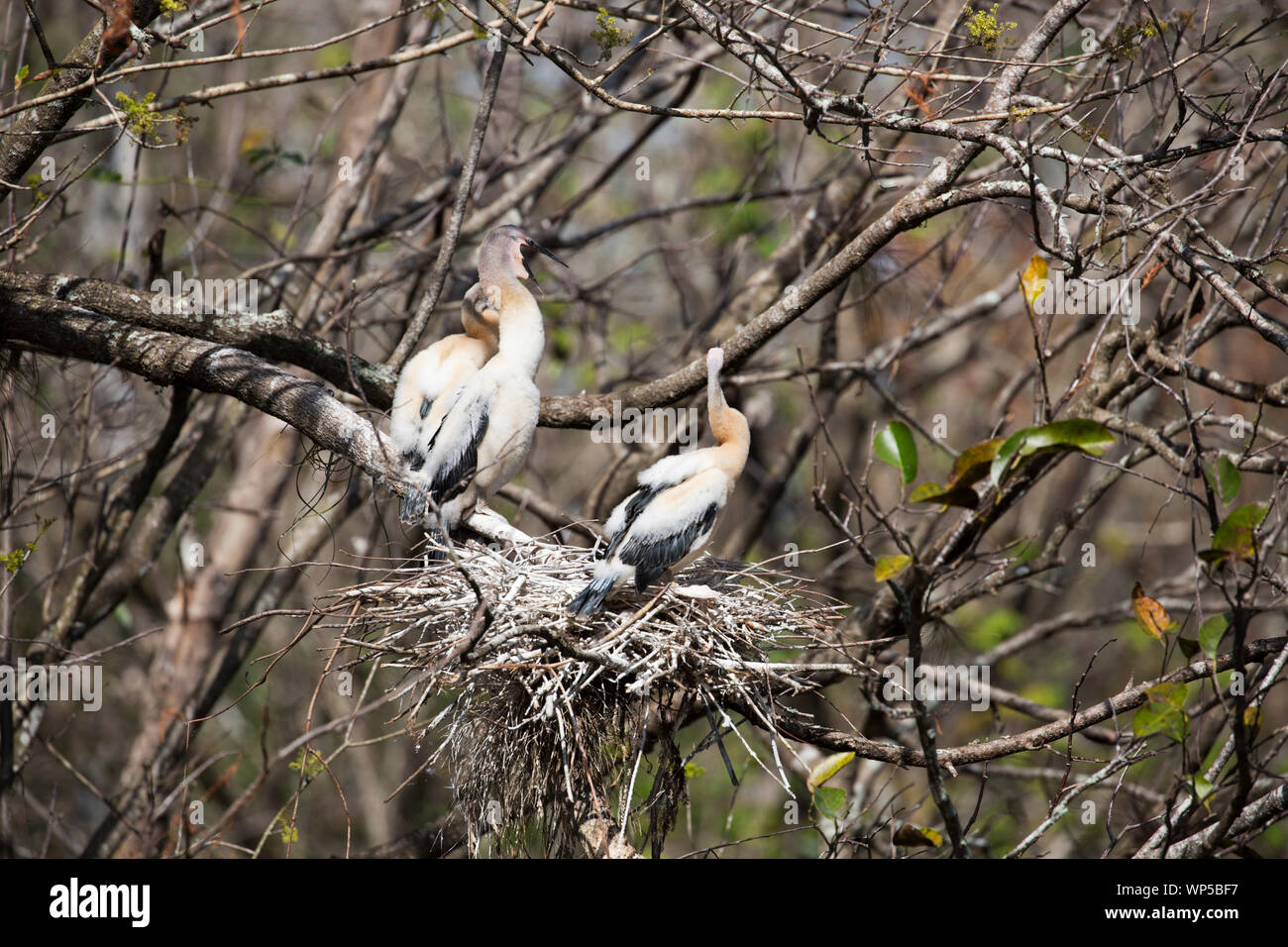 Anhingas juvénile (Anhinga anhinga) dans leur nid (Tire-sanctuaire, Floride) Banque D'Images