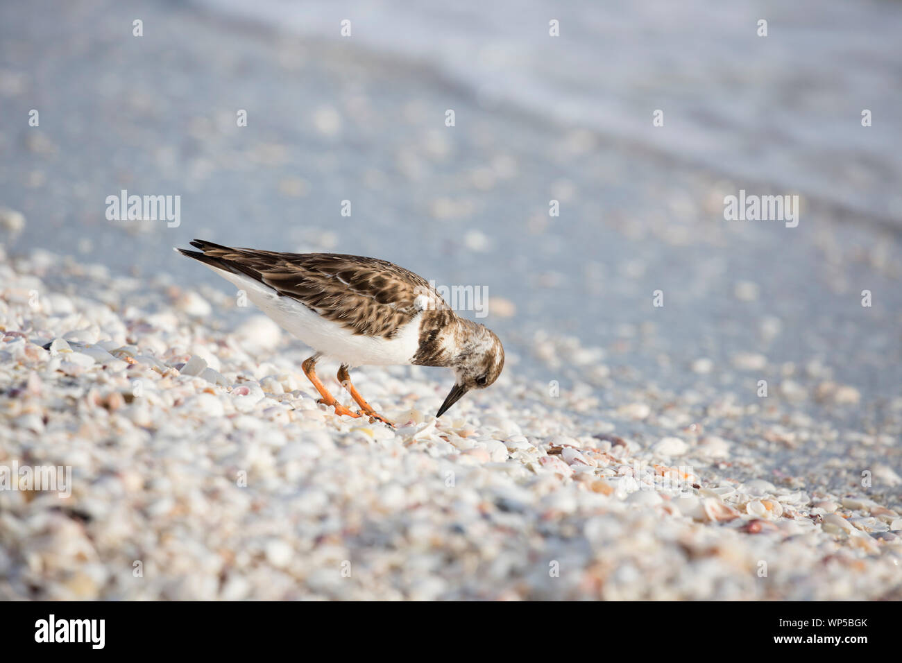 Bécasseau sanderling (Calidris alba) en quête de nourriture entre des coquillages sur une plage à Sanibel, Floride Banque D'Images