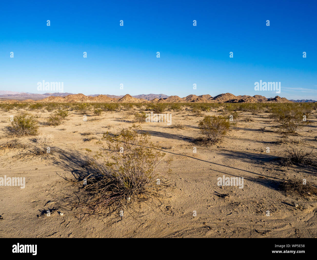 Paysage dans le parc national Joshua Tree, California, USA, où le désert de Mojave, Californie et rencontrez les écosystèmes. Banque D'Images
