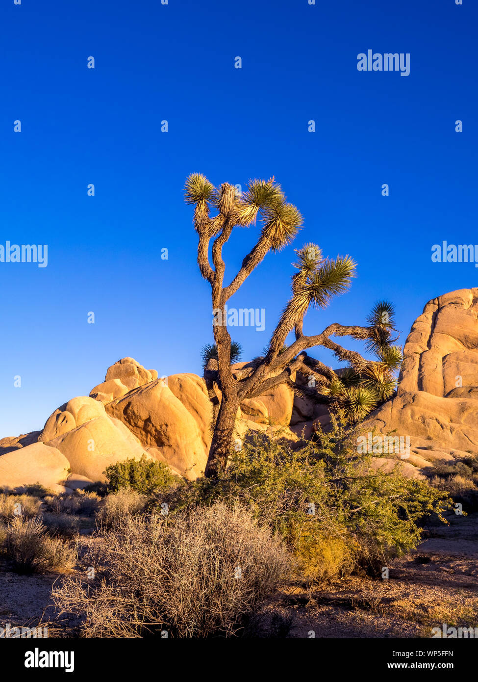 Paysage dans le parc national Joshua Tree, California, USA, où le désert de Mojave, Californie et rencontrez les écosystèmes. Banque D'Images