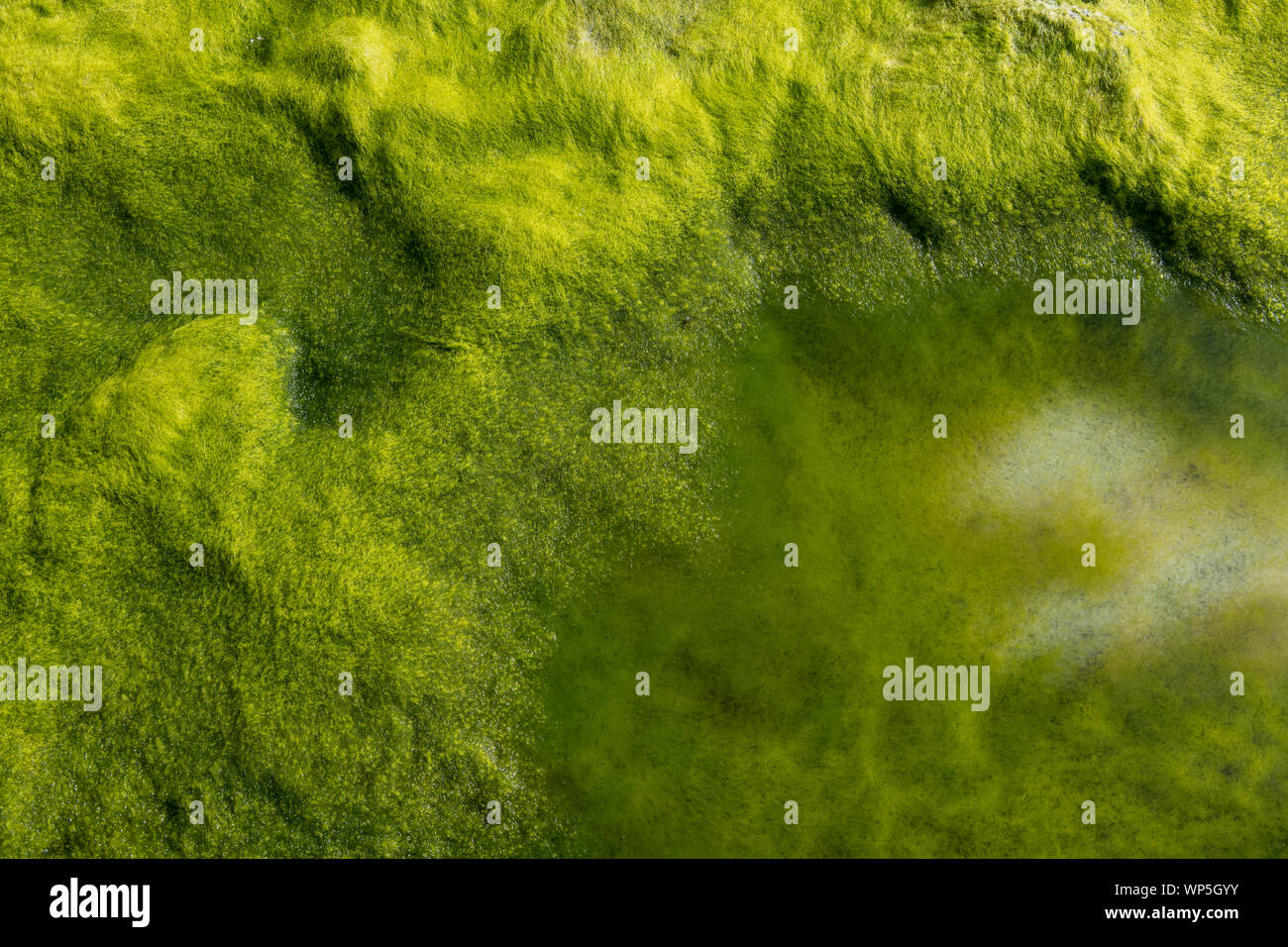 Seeweed fluorescente verte et les algues marines se dessécher sur les motifs abstraits de lave de basalte noir côte de Ponta do Mistério sur Ilha Terceira dans Banque D'Images