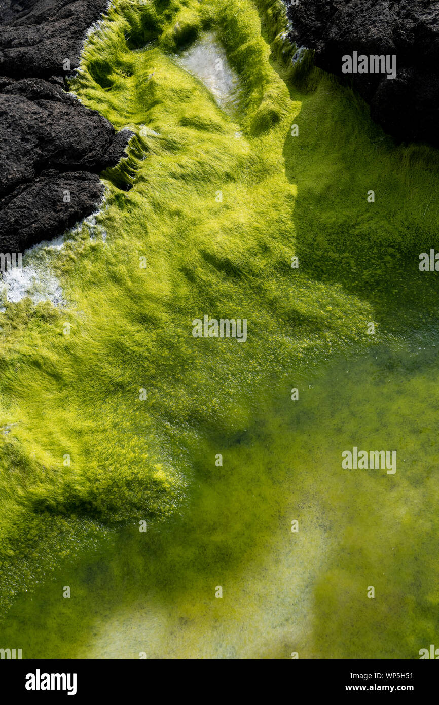 Seeweed fluorescente verte et les algues marines se dessécher sur les motifs abstraits de lave de basalte noir côte de Ponta do Mistério sur Ilha Terceira dans Banque D'Images