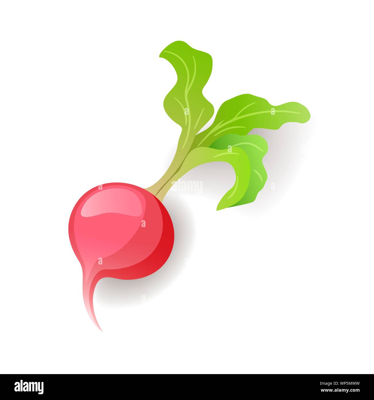 Radis rose vif avec l'icône de la feuille verte, isolée de légumes biologiques frais, des aliments sains, vector illustration. Illustration de Vecteur