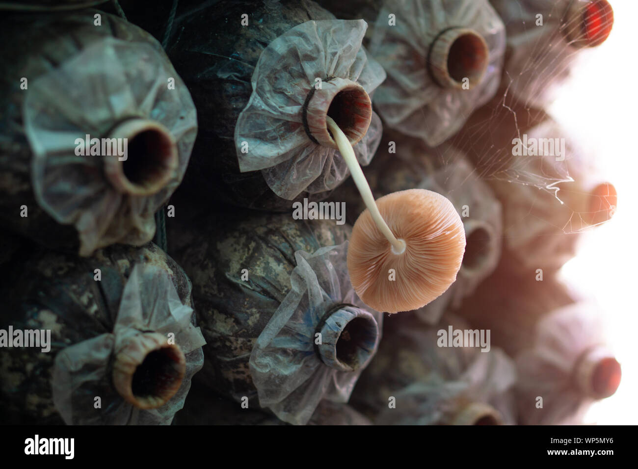 Sacs de spores de champignons à la ferme où le champignon sont en fleurs Banque D'Images