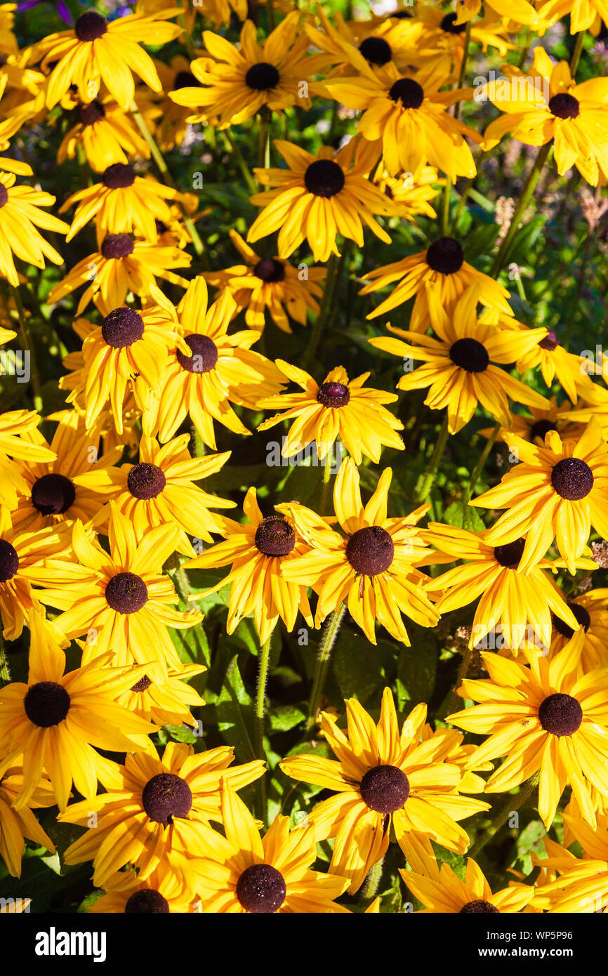 Domaine de black-eyed susan fleurs, Stowe, Vermont, Etats-Unis Banque D'Images