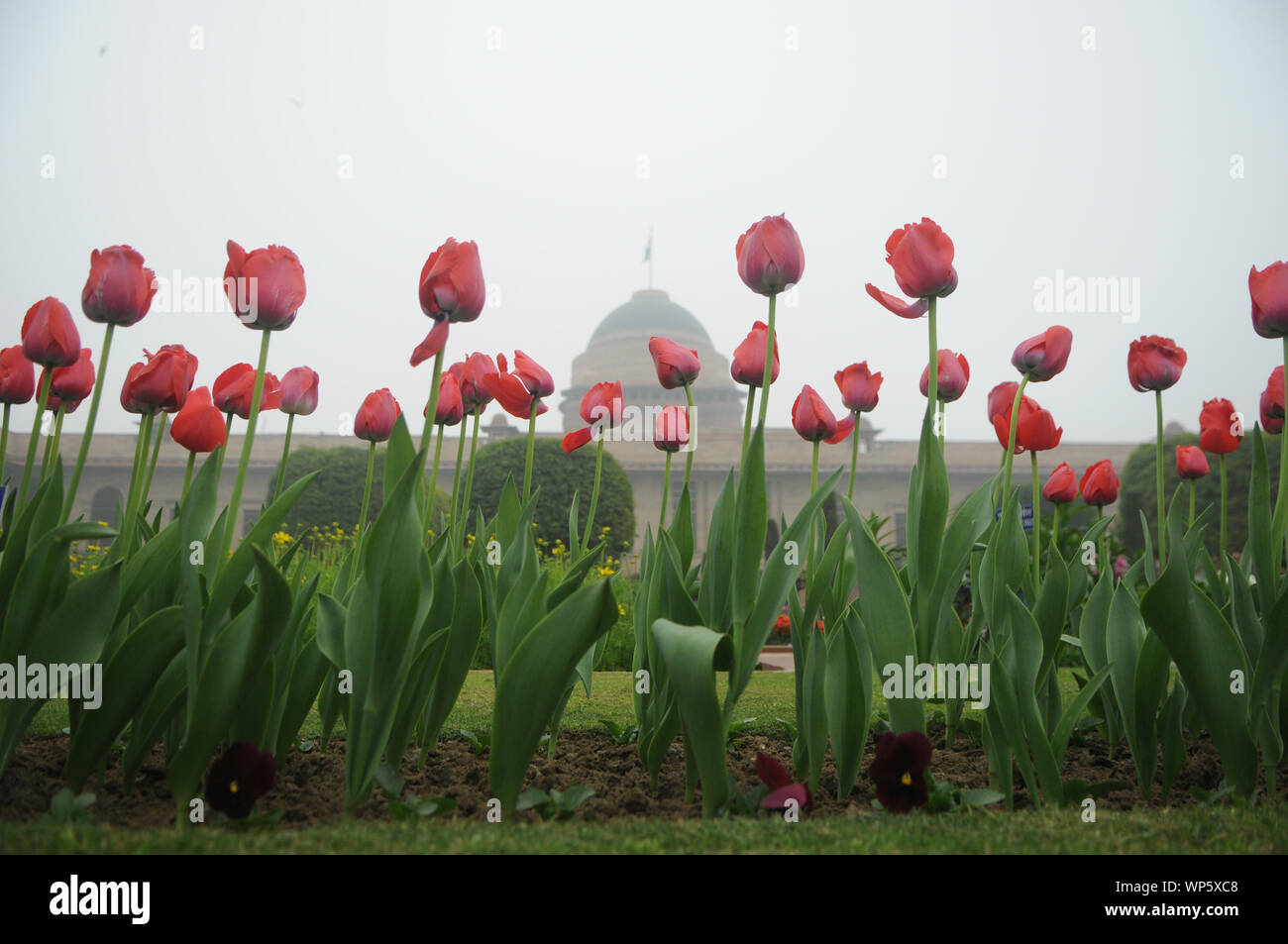 Répartis sur une étendue de 15 acres, Mughal Gardens a souvent été décrit comme l'âme du palais présidentiel. Le Mughal Gardens tirer ses inspir Banque D'Images