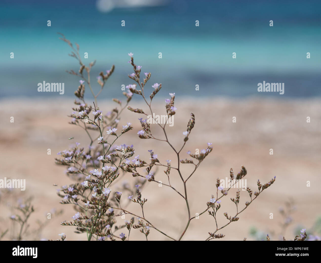 Fleur pourpre avec l'océan en arrière-plan Banque D'Images