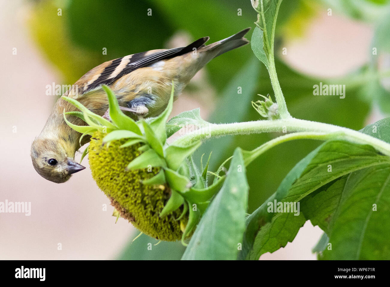 Gold finch sur une feuille de tournesol Banque D'Images