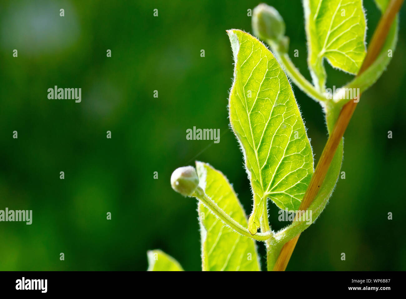 Le liseron des champs (Convolvulus arvensis), close up montrant la tige de la plante liée autour d'une tige d'herbe pour le soutien. Banque D'Images