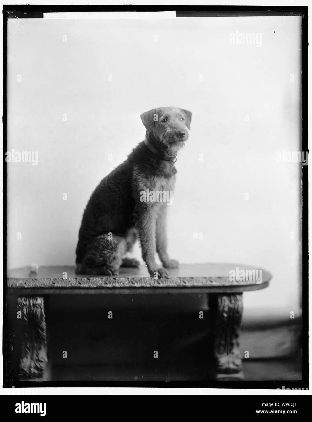 Garçon LADDIE, CHIEN DU PRÉSIDENT Banque D'Images