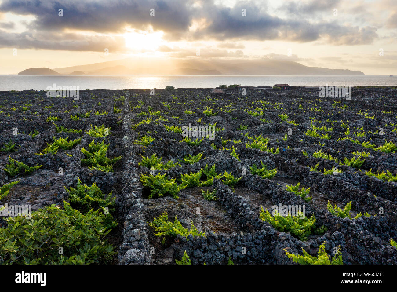 Image aérienne montrant un magnifique coucher de soleil sur le vignoble typique de la culture (viticulture) Paysage de l'île de Pico à Criação Velha et Candelária, Mada Banque D'Images
