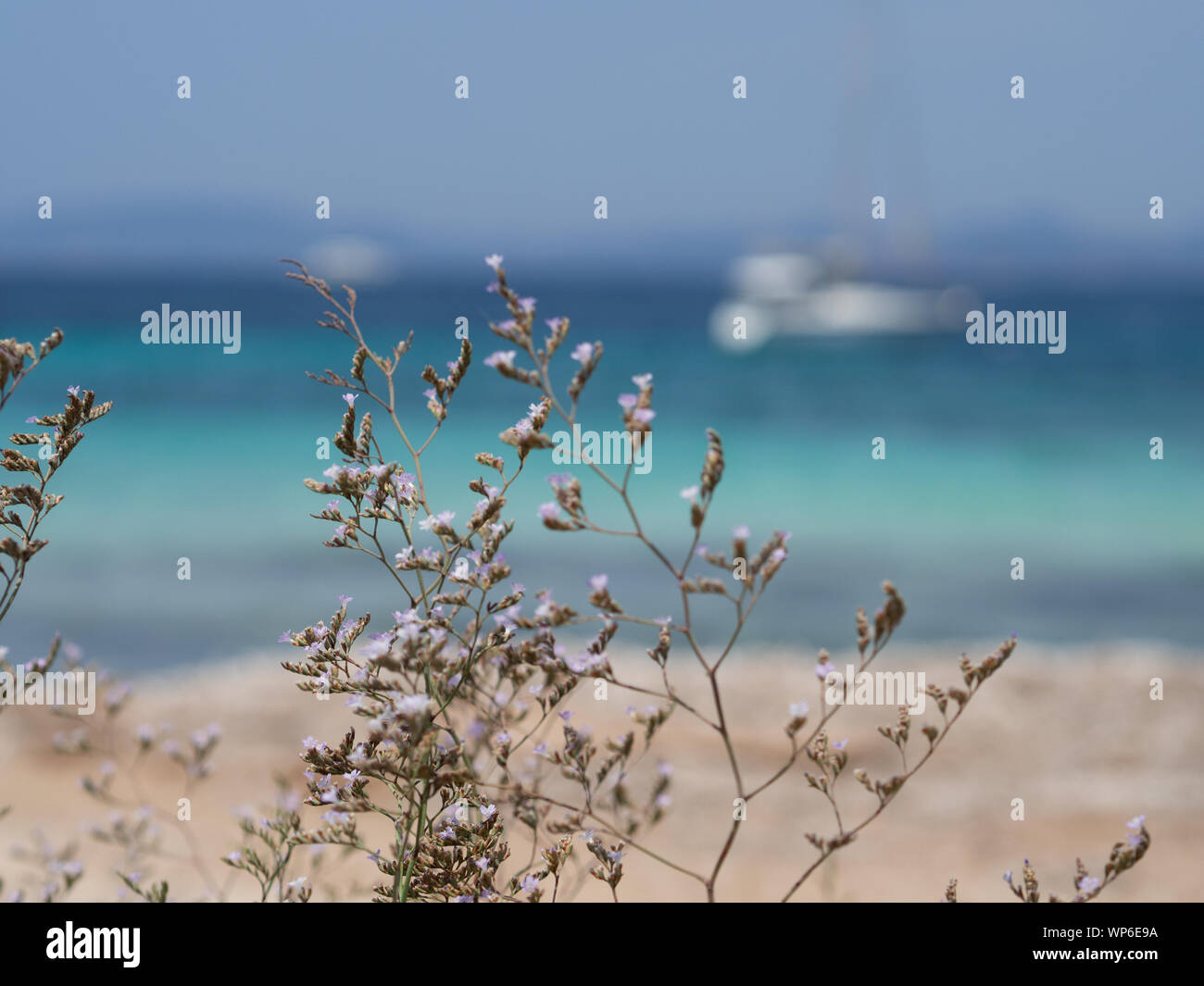 Fleur pourpre avec l'océan en arrière-plan Banque D'Images