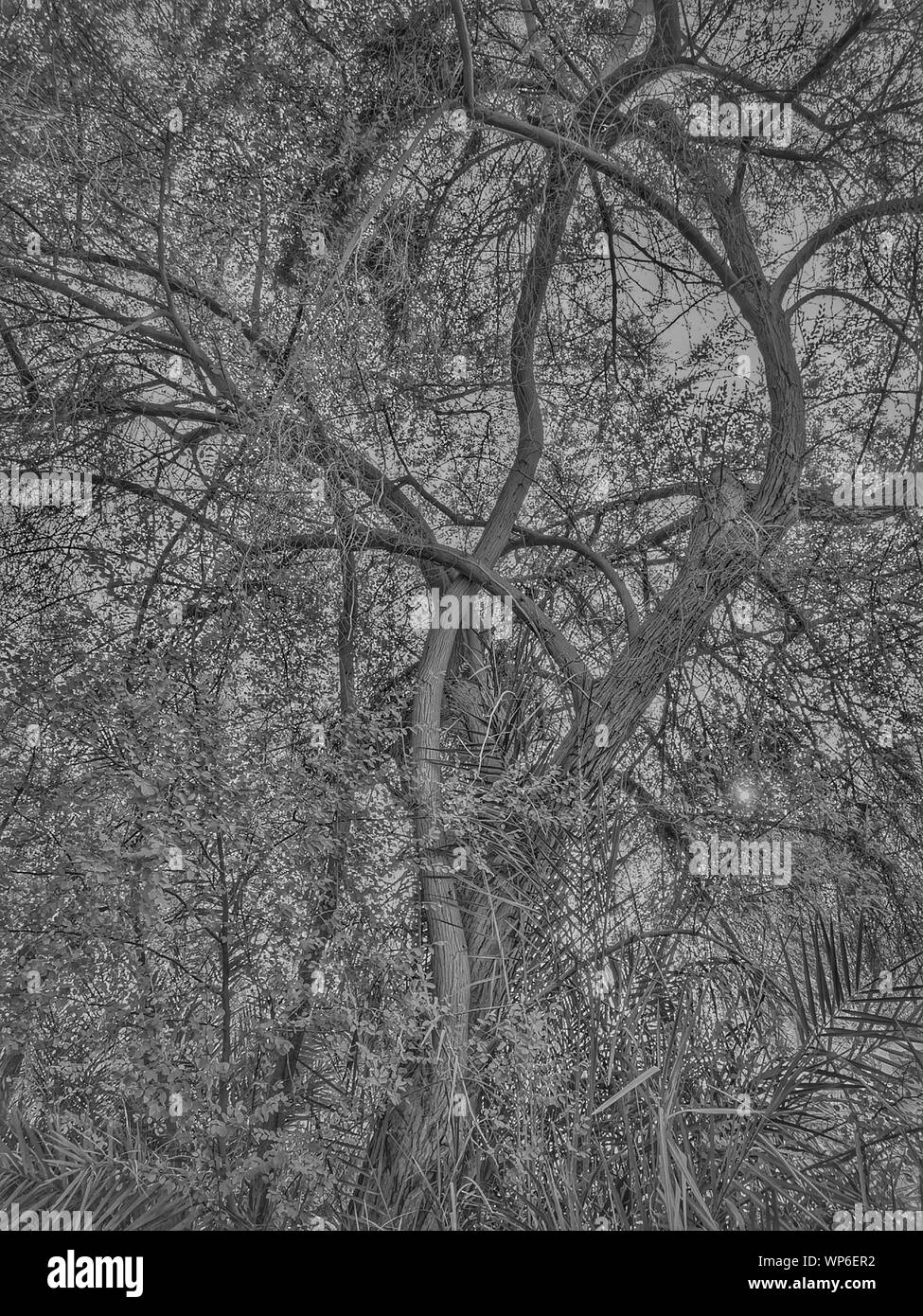 L'IMAGE EFFRAYANTE DU TRONC DE L'ARBRE DES BRANCHES ÉPARSES ET D'HORREUR EN NOIR ET BLANC DÉFIANT Banque D'Images