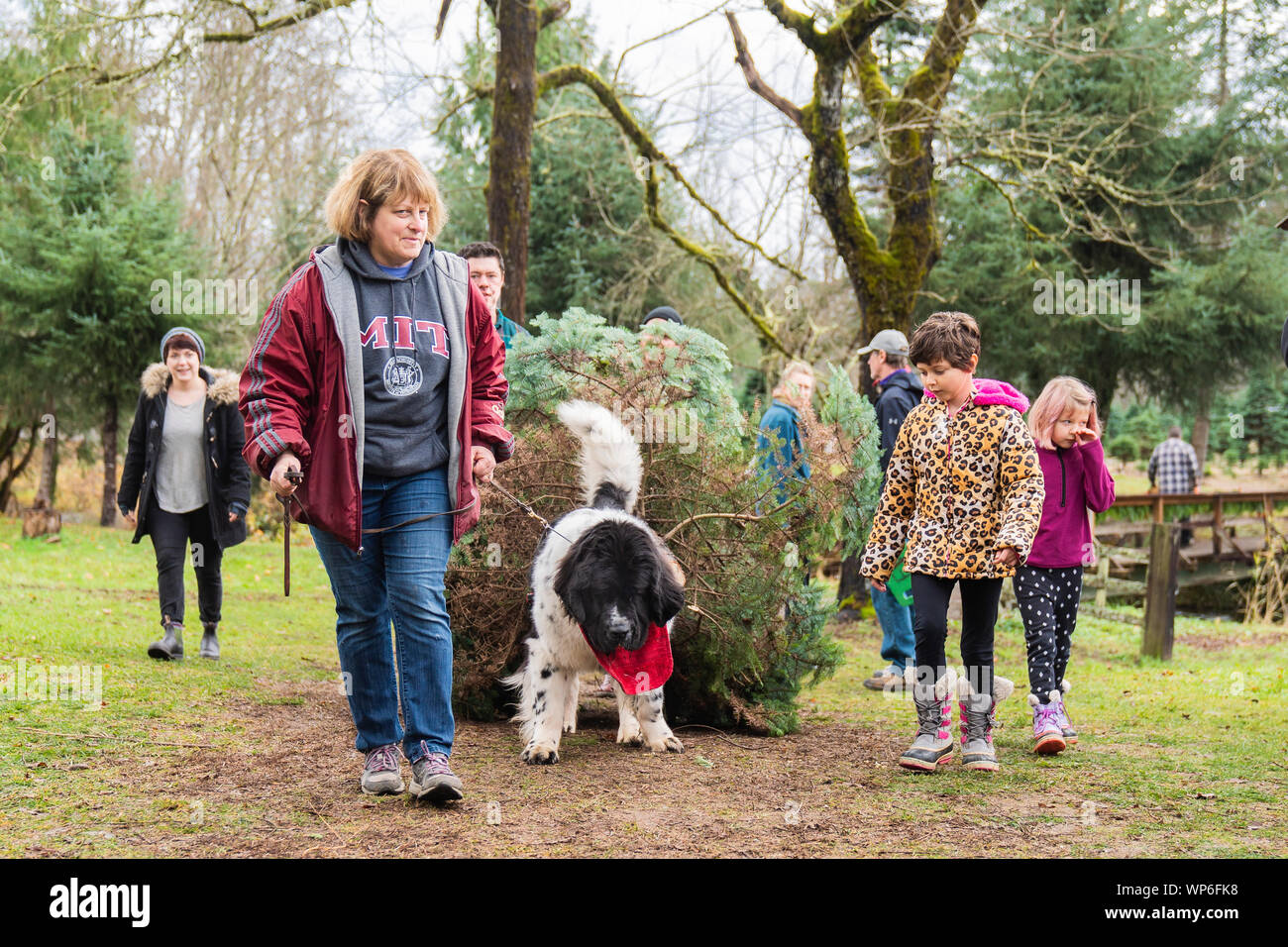 Chien Terre-Neuve travaillent dur pour tirer arbre de Noël pour la famille. Banque D'Images