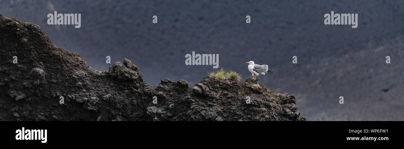 Un goéland pontique (Larus michahellis) contrastant contre les terres de lave noire au volcan Capelinhos après l'éruption volcanique de 1957-1958. T Banque D'Images
