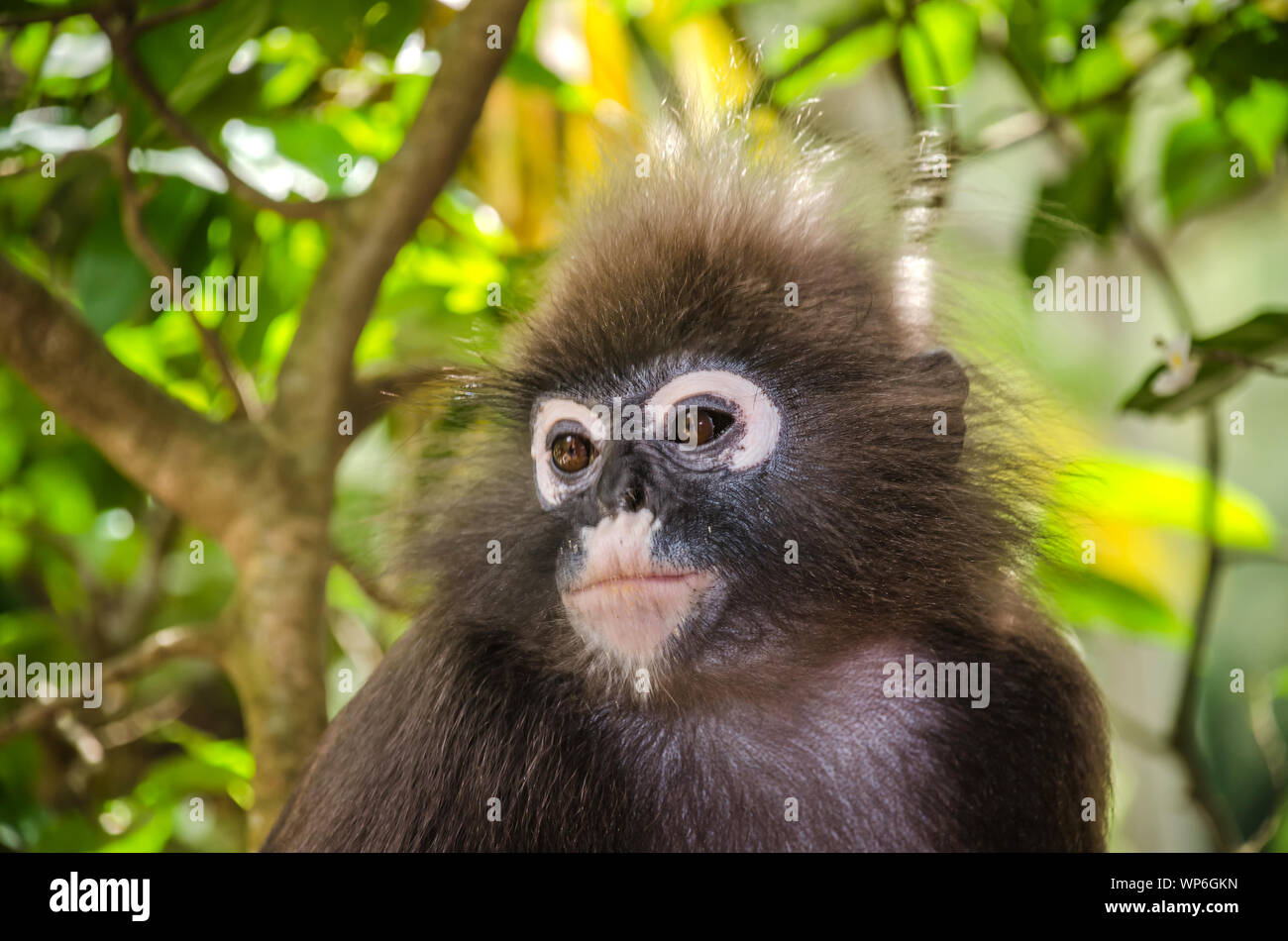 Les jeunes feuilles sombre des feuilles à lunettes ou singe singe dans la forêt, la Malaisie. Ces singes sont très docile et calme contrairement à d'autres singes. Banque D'Images