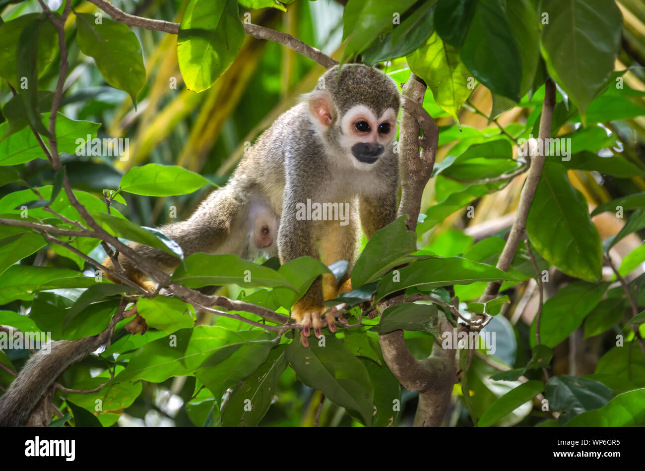 Bebe Singe Ecureuil Banque D Image Et Photos Alamy Bebe Singe Ecureuil Banque D Image Et Photos Alamy