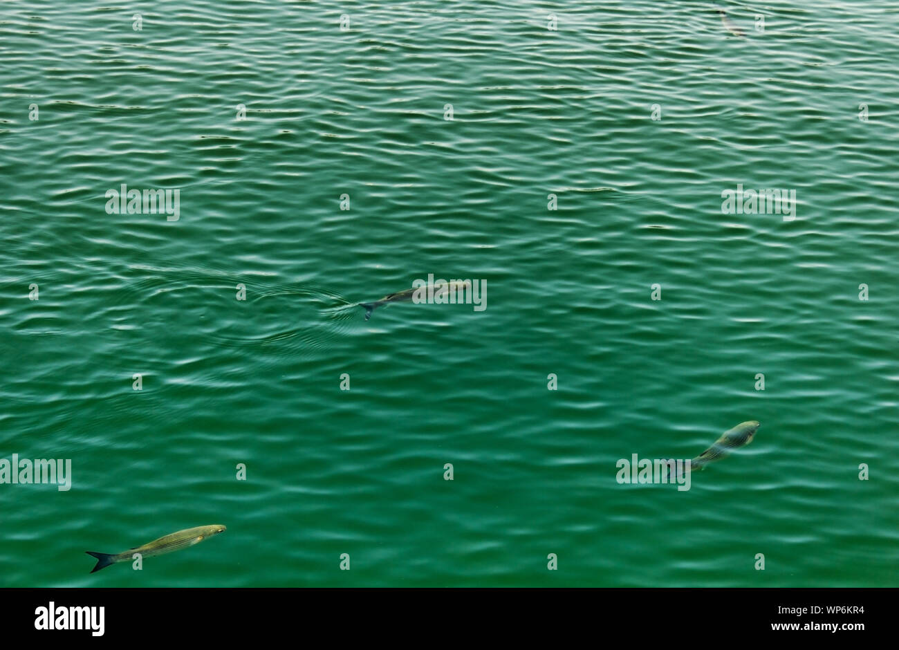 Le mulet trois poissons nagent à la surface de l'eau de mer formant un triangle. Banque D'Images
