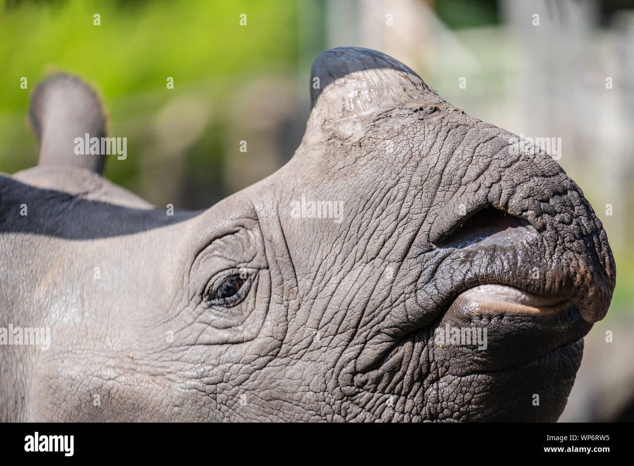 Le rhinocéros à une corne de rhinocéros indien, est la plus grande de l'espèce de rhinocéros Banque D'Images