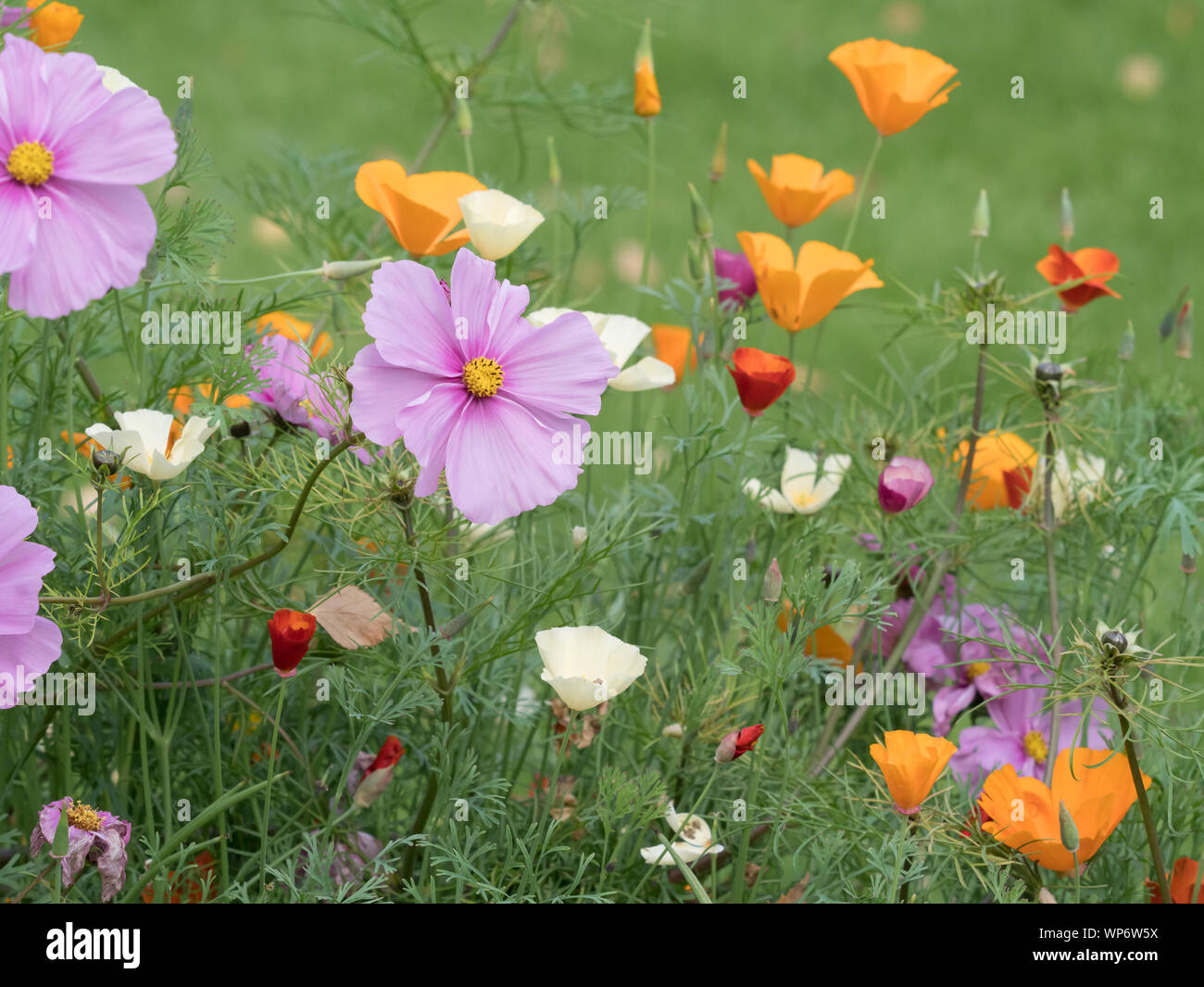 Un jardin d'été de fleurs sauvages Banque D'Images
