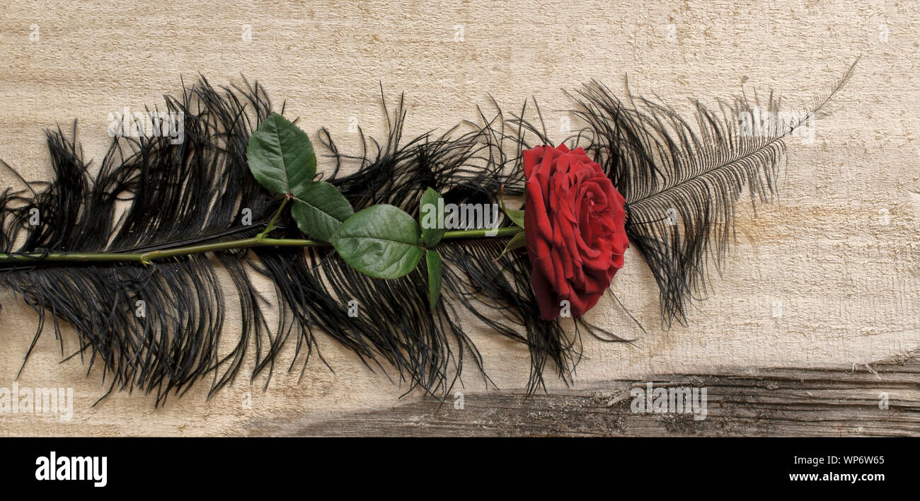 Rose rouge avec plumes d'autruche Banque D'Images