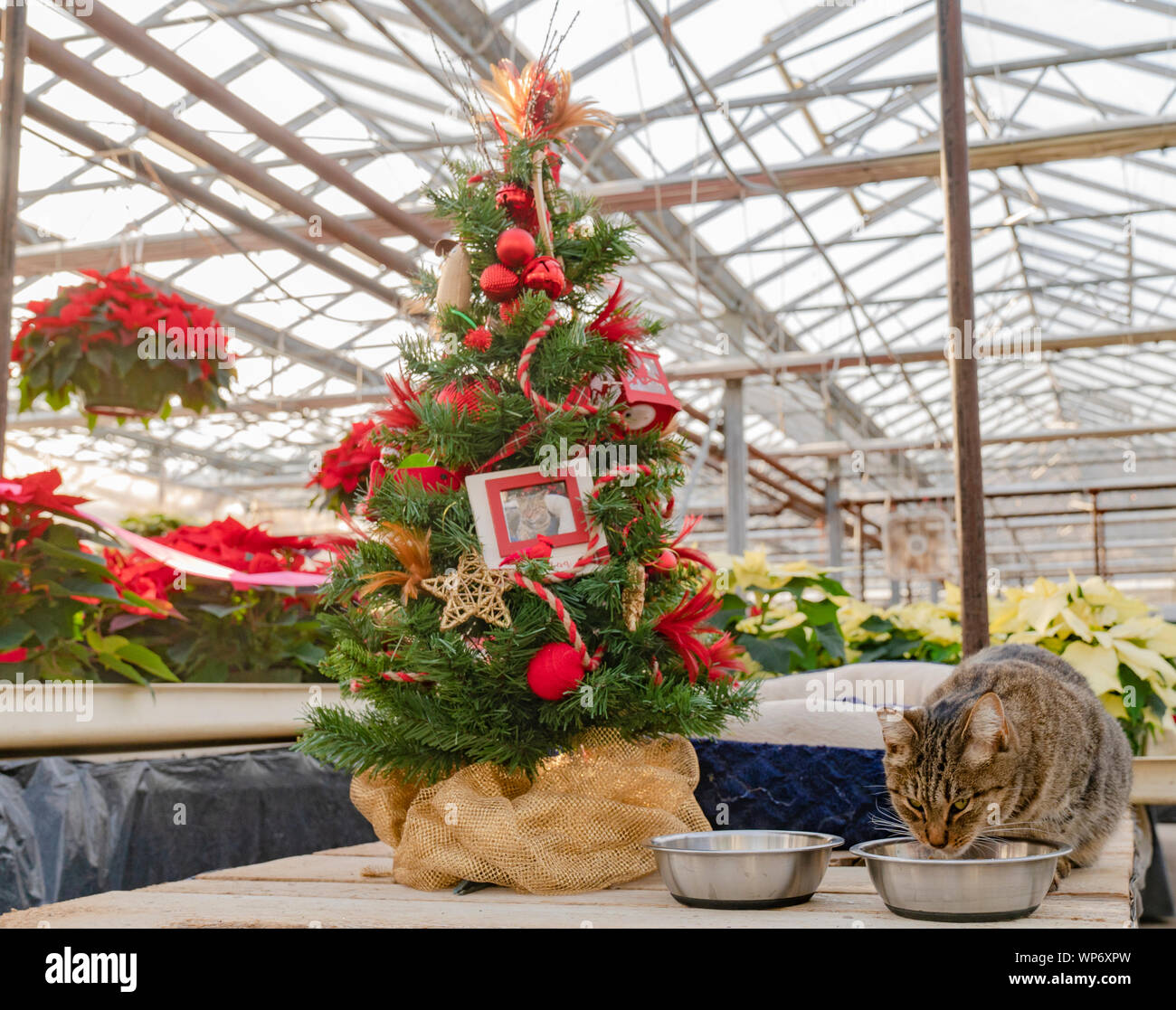 Chat tigré en sirotant à côté de l'eau dans l'arbre de Noël Poinsettia serre. Banque D'Images